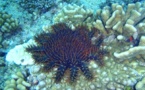 Taramea : le corail n'est plus menacé par l'étoile tueuse