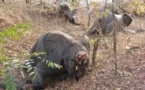 Une famille de 11 éléphants massacrée par des braconniers au Kenya