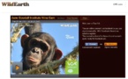 Un petit chimpanzé doit naître en direct sur l'internet