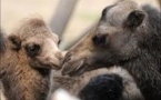 Le mystère demeure sur la disparition de deux dromadaires dans l'Allier