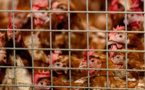 Un premier cas de grippe aviaire détecté en France