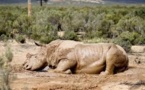 Le massacre des rhinocéros se poursuit en Afrique du Sud