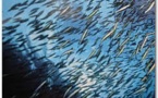Des poissons plus petits et moins nombreux dans les 50 ans à venir