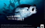 Le WWF appelle les parlementaires européens à soutenir la réforme de la pêche