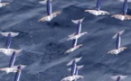 Ce n'est pas un drone, c'est un calamar qui vole