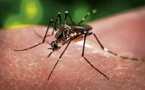Dengue : deux nouveaux cas confirmés à Moorea, vers un début d’épidémie ?
