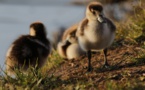Landes : un deuxième élevage de canards touché par la grippe aviaire