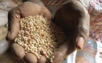Un seul gène suffirait pour rendre le sorgho plus nourrissant