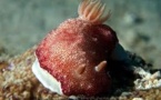 L'étrange vie sexuelle de la limace de mer au pénis jetable