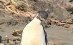 Nouvelle-Zélande: triste fin pour le manchot Happy Feet Junior