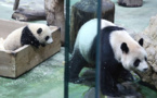 Baptême médiatique pour le dernier-né des grands pandas à Taïwan