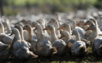Grippe aviaire: "des centaines de milliers" de canards prochainement abattus