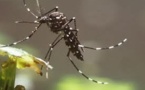 Nouvelle-Calédonie: une femme de 36 ans succombe à la dengue