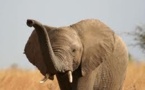 Les éléphants de forêt d'Afrique menacés d'extinction, selon une étude scientifique