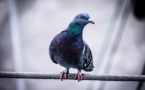 Australie: un pigeon américain enfreint les règles de la quarantaine