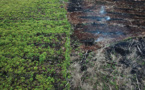 Déforestation: 43 millions d'hectares perdus sur les principaux "fronts", selon le WWF