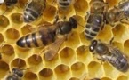 Pesticides: les abeilles restent sans protection dans l'UE