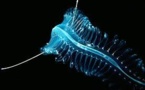 La biosphère de l'ombre pourrait être le berceau de la vie sur Terre