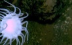 La fosse des Mariannes habitée par les microbes