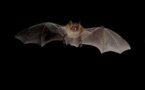 Un Australien de huit ans décède après avoir été mordu par une chauve-souris