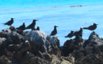 Tikehau, la renaissance de l'île aux oiseaux