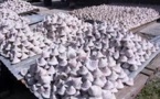 Ouverture prochaine de la pêche aux trocas à Makemo
