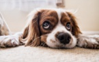 Les chiens jouent pour faire plaisir aussi à leur maître, selon une étude