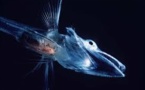 Un "poisson glace" au sang transparent à l'aquarium de Tokyo