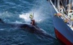 Chasse à la baleine: Sea Shepherd remporte une manche contre le Japon