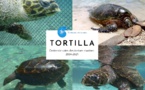 Te mana o te moana : La tortue Tortilla n'est plus