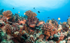 Le corail polynésien est globalement préservé
