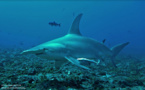 Rangiroa, l’escale mystérieuse du Grand requin-marteau