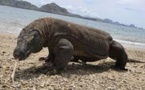 A 83 ans, elle repousse un varan de Komodo d'un coup de pied
