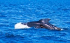 Remise à flot de "dauphins-pilotes" en Nouvelle-Zélande