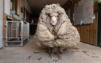 Australie: un mouton délesté de son pelage de 35 kg