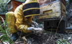 Un agrotoxique interdit en Europe décime les abeilles en Colombie