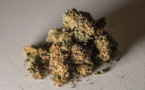 "Cannabis récréatif" : une légalisation plébiscitée par une large consultation citoyenne