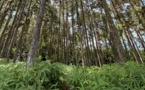 ​Un texte pour exploiter les forêts privées de pin des Caraïbes en Polynésie