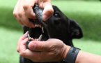 Mort d'Elisa Pilarski par morsures canines: son compagnon mis en examen pour homicide involontaire