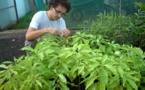 Médecine traditionnelle : Etude du «Tueiao», plante endémique de Nuku Hiva
