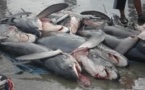 La Nouvelle-Calédonie interdit la pêche aux requins dans sa ZEE