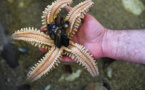Fascinantes mais inquiétantes, les étoiles de mer se cherchent un avenir