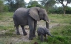 Les éléphants du Mozambique menacés de disparition dans les dix ans