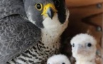 Trois faucons naissent à Paris, une première depuis le XIXe siècle