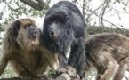 Trois singes hurleurs découverts dans un hôtel de charme en Argentine
