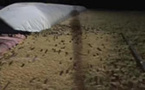 L'est de l'Australie envahi par des souris ravageuses