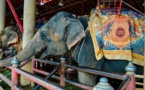 Russie: dispute d'éléphants en plein cirque, une enquête ouverte