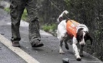 En Chine, des chiens pour prédire les séismes