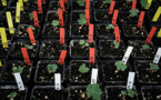 Du Petrus et des plants de vigne envoyés dans l'espace pour tester leur "résilience"