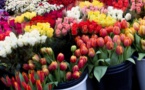 11 695 fleurs importées pour la fête des mères
